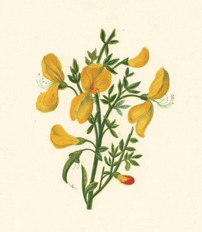 Common Broom, Cytisus Scoparius (väri litho) tekijältä English School