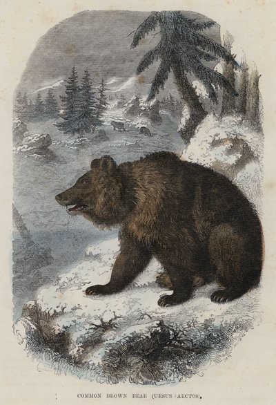 Harvinainen karhu, Ursus Arctos (värikaiverrus) tekijältä English School