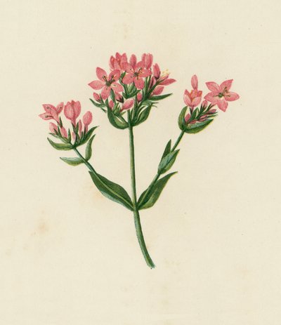 Keskisatakieli, Erythraea Centaurium (värilitro) tekijältä English School