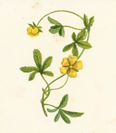 Ryömivä sormustinkukka, Potentilla Reptans (väriliitossa) tekijältä English School