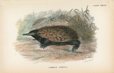 Tavallinen echidna tekijältä English School