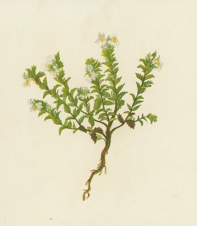 Silmäjalka, Euphrasia Officinalis (väri litossa) tekijältä English School