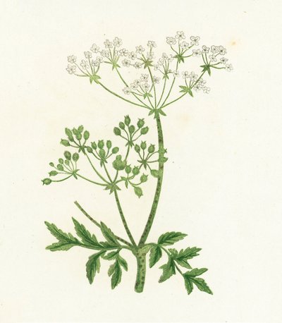 Tavallinen hemlokki, Conium Maculatum tekijältä English School