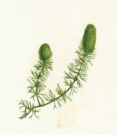 Hornwort, Ceratophyllum Demersum tekijältä English School