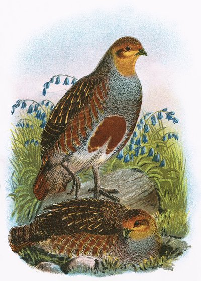 Tavallinen Partridge tekijältä English School