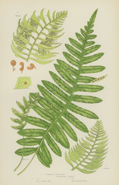 Polypody (värilitro) tekijältä English School