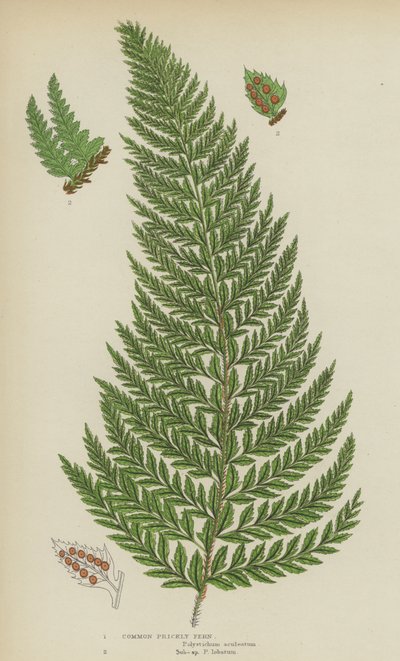 Common Prickly Fern (väri litho) tekijältä English School