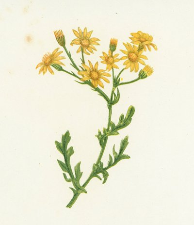 Ragwort, Senecio Jacobaea tekijältä English School