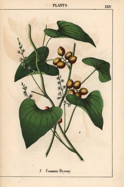 Tavallinen bryony kultaisilla marjoilla. Bryonia alba   , julkaisusta "The Instructive Picturebook, or Lessons from the Vegetable World", [Charlotte Mary Yonge], Edinburgh tekijältä English School