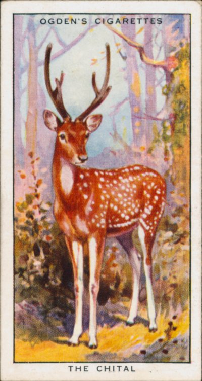 Suojavärit, eläimet, Chital (värilitro) tekijältä English School