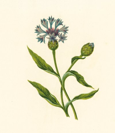Maissi Sinipullo, Centaurea Cyanus (värilitro) tekijältä English School