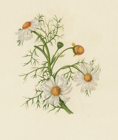 Corn Feverfew, Pyrethrum Inodorum (väri litho) tekijältä English School