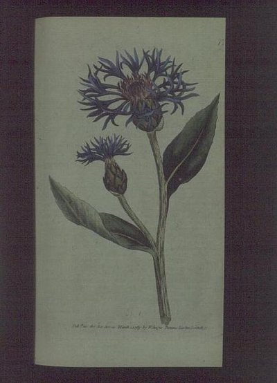 Ruiskaunokki (Centaurea montana), levy 77 William Curtisilta 