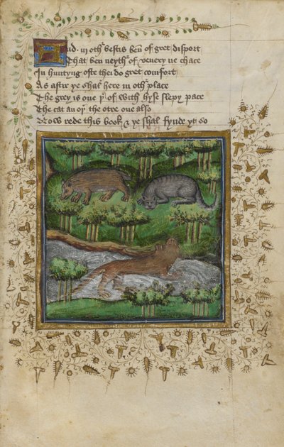 Puuvilla Vespasianus B. XII, f.4 Kuva mäyrästä, villikissasta ja saukosta; säkeellä, William Twetyn ja John Gyffordin "Metsästystä käsittelevästä tutkielmasta", n. 1440 (vellum) tekijältä English School