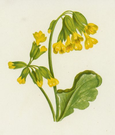 Cowslip, Spring Primrose (väri litho) tekijältä English School