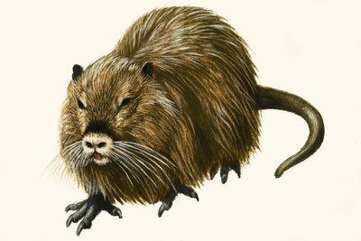 Coypu tekijältä English School