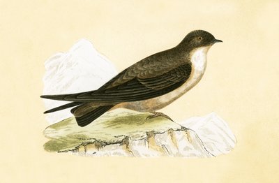 Crag Swallow, kuvitus Charles Robert Breen (1811-86) teoksesta "A History of the Birds of Europe Not Observed in the British Isles", julkaistu 1867. tekijältä English School