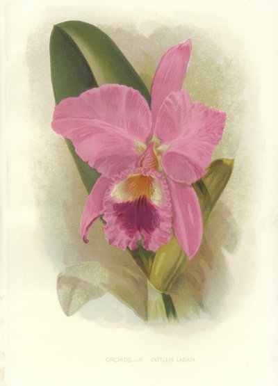 Crimson Cattleya tekijältä English School