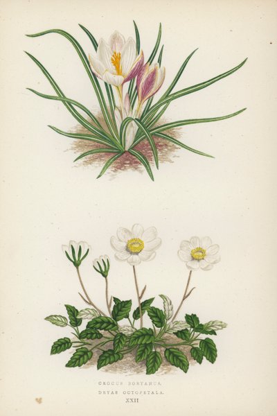 Crocus Boryanus; Dryas Octopetala (värilitra). tekijältä English School
