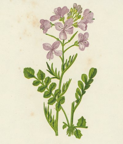 Käki Kukka, Cardamine Pratensis (värilitografia) tekijältä English School