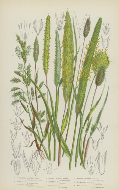 Viljelty kanariaruoho, ruoko, ruoko, tavallinen kissanpyrstö (väri litho) tekijältä English School