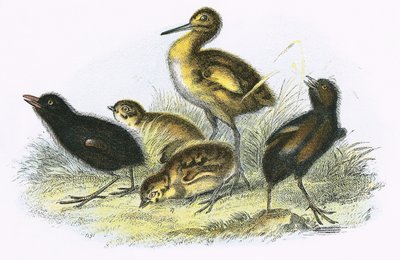 Curlew, Land Rail, Partridge ja Moor Hen (myötäpäivään) tekijältä English School