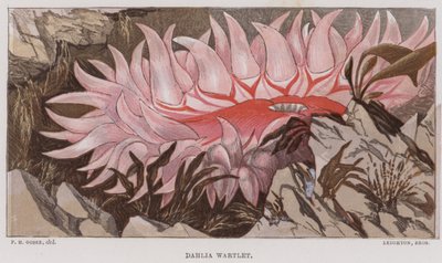 Dahlia Wartlet (värilitro) tekijältä English School