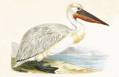 Dalmatialainen pelikaani, kuvitus Charles Robert Breen (1811-86) teoksesta "Euroopan lintujen historia, joita ei havaittu Brittein saarilla", julkaistu 1867 tekijältä English School