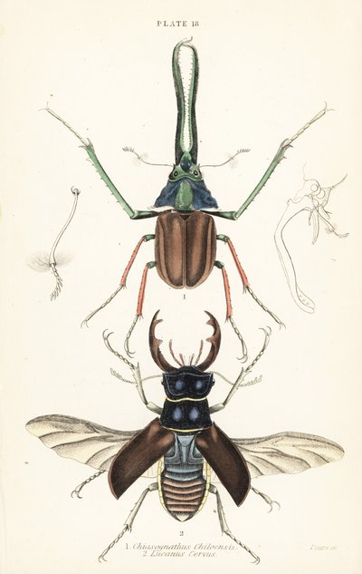 Darwinin hirvenkuoriainen, Grantin polttarikuoriainen tai Chilen polttarikuoriainen, Chiasognathus grantii 1 ja Euroopan polttarikuoriainen, Lucanus cervus tekijältä English School