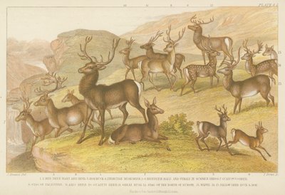 Deer (värillinen kaiverrus) tekijältä English School