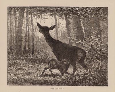 Hirvi ja peura (kaiverrus) tekijältä English School