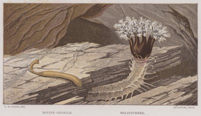 Pisteinen siponcle, merikurkku (väri litho) tekijältä English School
