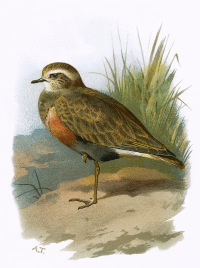 Dotterel tekijältä English School