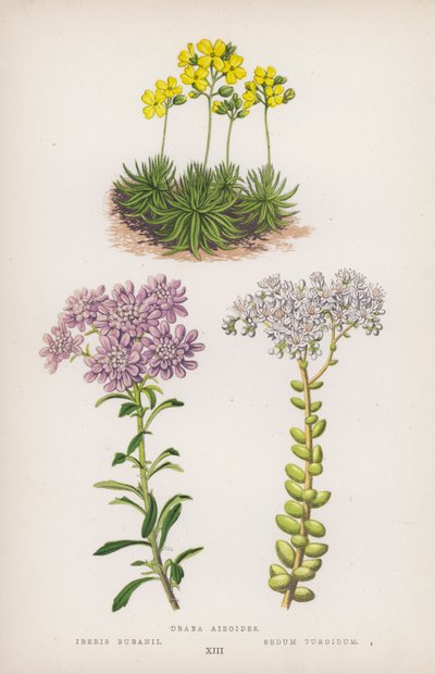 Draba aizoides; Iberis bubanii; Sedum turgidum (väri litossa). tekijältä English School