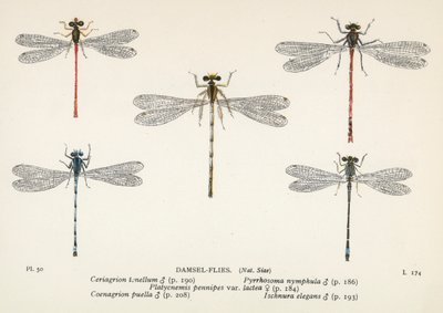 Sudenkorennot: Damsel-Flies (värilitro): Damsel-Flies (värilitro) tekijältä English School