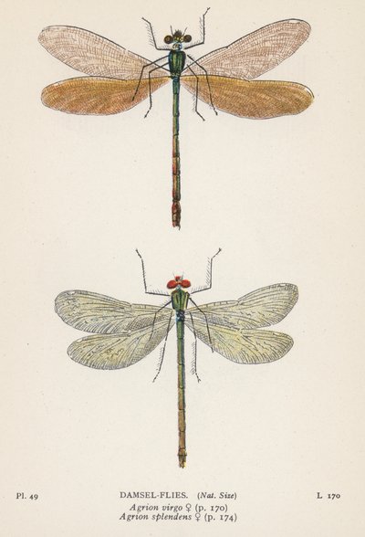 Sudenkorennot: Damsel-Flies (värilitro): Damsel-Flies (värilitro) tekijältä English School