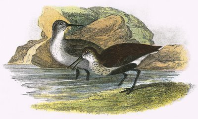 Dunlin tekijältä English School