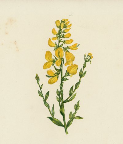 Värjääjän viherpiisku, Genista Tinctoria (värilitro) tekijältä English School