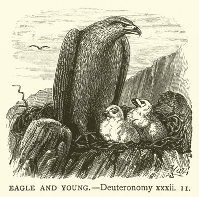 Eagle and Young, Deuteronomy, xxxii tekijältä English School