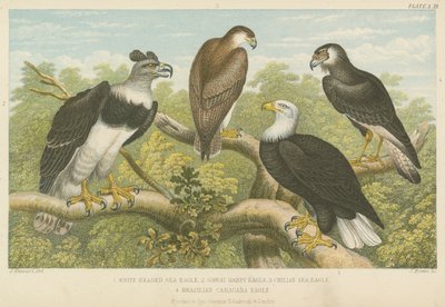 Eagles (värillinen kaiverrus) tekijältä English School