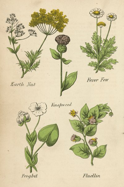 Maapähkinä, Fever Few, Knapweed, Frogbit, Fluellin (värilitro). tekijältä English School
