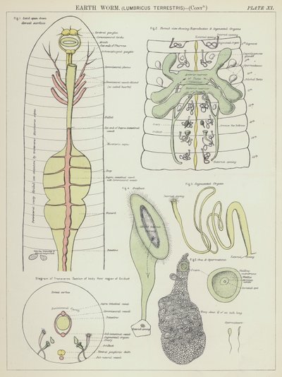 Maan mato, Lumbricus terrestris (värilitografia) tekijältä English School