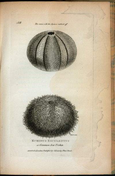 Echinus Esculentus tai merisiili; Sama koskee Spinesiä, jotka on poistettu George Shaw