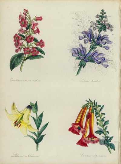 Englantilainen kukkapuutarha: Escallonia macrantha, Salvia bicolar, Lilium colchicum, Cantua dependens (väri litossa). tekijältä English School