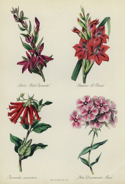 Englantilainen kukkapuutarha: Lobelia "Belle Pyramide", Gladiolus "M Blouet", Bouvardia aurantiaca, Phlox Drummondii Mayii tekijältä English School