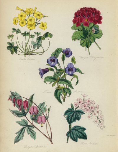 Englantilainen kukkapuutarha: Oxalis Cernut, Unique Pelargonium, Torenia Asiatica, Dielytra Spectabilis, Ribes Albidum tekijältä English School