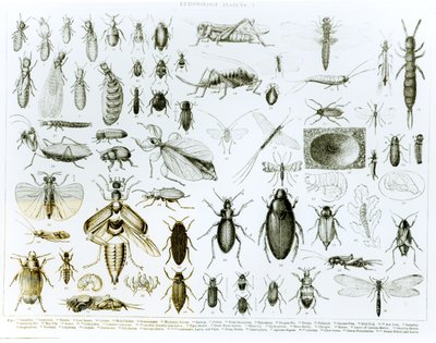Entomologia hyönteiset (litho) (bw kuva) tekijältä English School