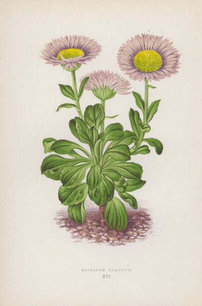 Erigeron Glaucum (värilitro) tekijältä English School