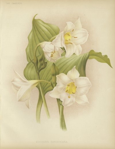 Eucharis sanderiana tekijältä English School