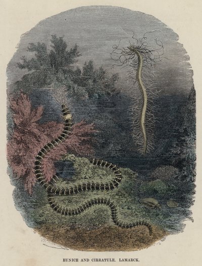 Eunice ja Cirratule, Lamarck (värillinen kaiverrus) tekijältä English School